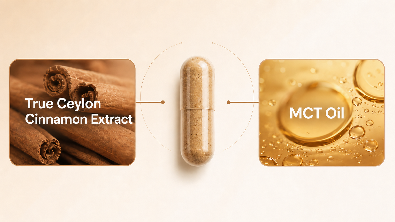 Cinna Shield ingredients — True Ceylon Cinnamon Extract and MCT Oil in one daily capsule